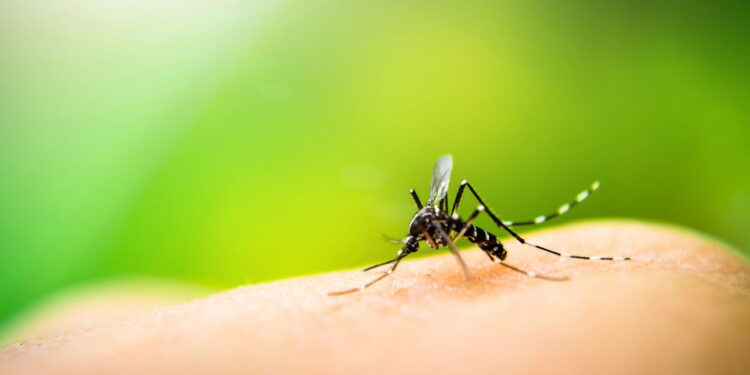 números alarmantes que reforçam a importância da prevenção. Veja como eliminar criadouros do mosquito Aedes aegypti