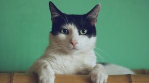 dia do gato