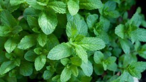 Melhores plantas medicinais para cultivar em casa