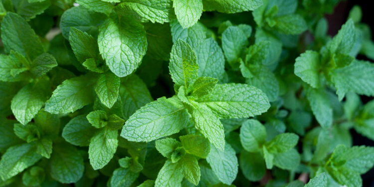 Melhores plantas medicinais para cultivar em casa