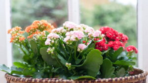 Como adaptar a kalanchoe a diferentes ambientes