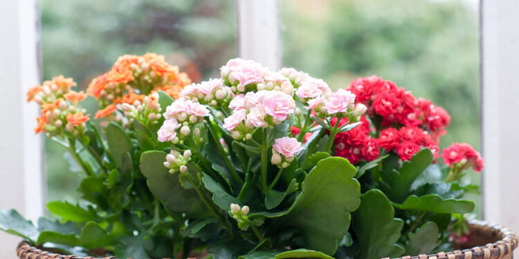 Como adaptar a kalanchoe a diferentes ambientes