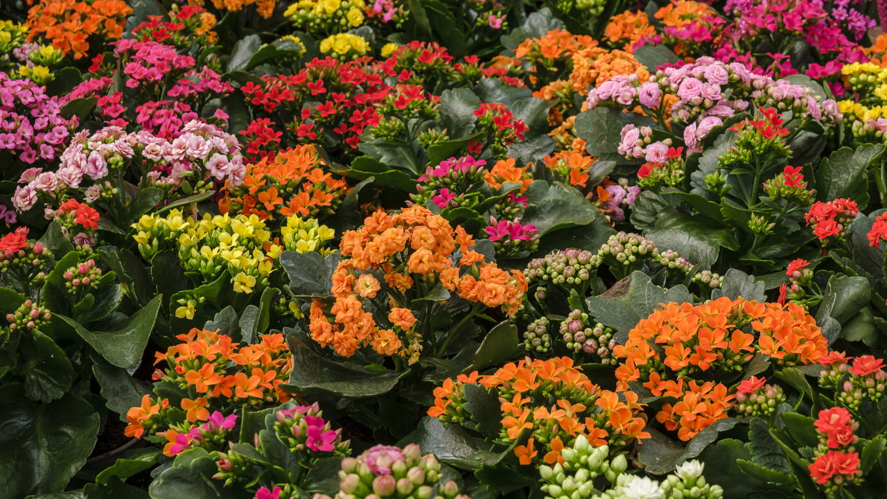 Como adaptar a kalanchoe a diferentes ambientes