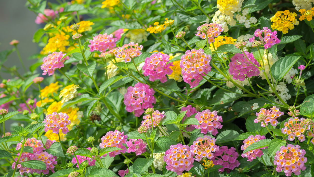 A planta perfeita para um jardim vibrante e de baixa manutenção