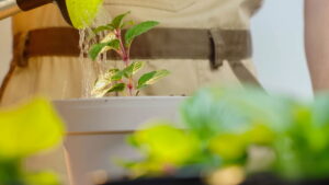 Dicas para manter suas plantas hidratadas e saudáveis no verão