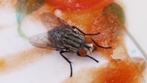 mosquitinhos