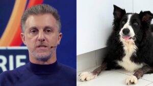 Luciano Huck picada de cobra em pet