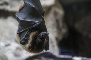 O que fazer se encontrar um animal silvestre em casa? Imagem: FreePik