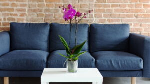Conheça os benefícios ocultos das orquídeas