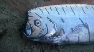 peixe do juízo final