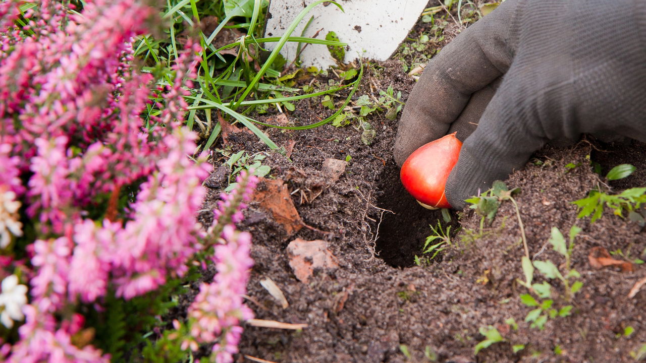 Aprenda a plantar Tulipas em casa do jeito certo e com as melhores dicas!