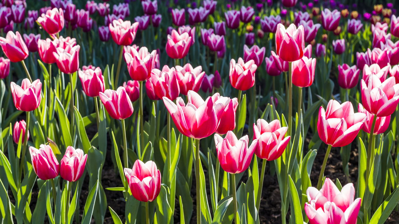 Aprenda a plantar Tulipas em casa do jeito certo e com as melhores dicas!