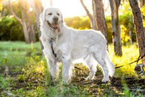 Raças que mais ficam doentes: será que seu cãozinho está na lista? Imagem: FreePik