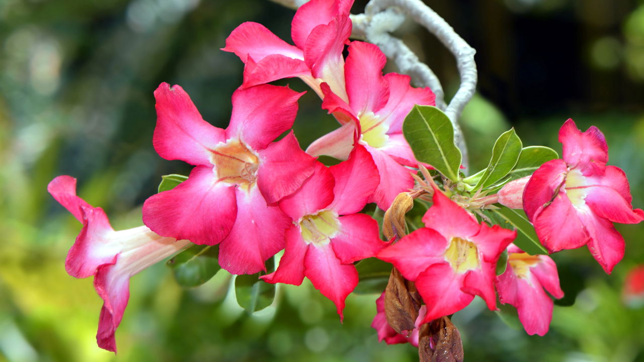 Rosa do deserto, como induzir a floração e obter flores vívidas