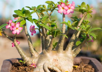 Rosa do deserto, como induzir a floração e obter flores vívidas