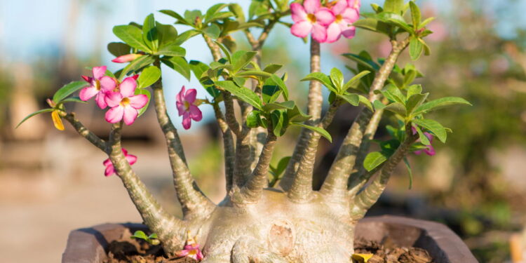 Rosa do deserto, como induzir a floração e obter flores vívidas