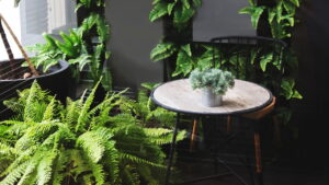 Aprenda a plantar Samambaia em casa do jeito certo e com as melhores dicas!