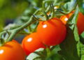 Saiba como cultivar tomates cereja mesmo sem experiência