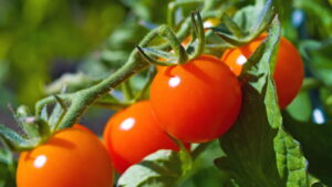 Saiba como cultivar tomates cereja mesmo sem experiência