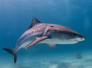 Tubarão-tigre engole câmera durante mergulho com tubarão em Bahamas. Imagem: Reprodução Wikipédia