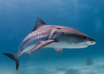 Tubarão-tigre engole câmera durante mergulho com tubarão em Bahamas. Imagem: Reprodução Wikipédia