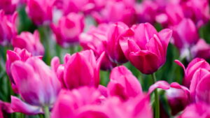 Aprenda a plantar Tulipas em casa do jeito certo e com as melhores dicas!