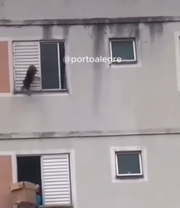 Vizinha salva cachorro com uma caixa! Imagem: Divulgação/ Instagram