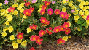 A planta resistente que vai colorir seu jardim sem muito esforço
