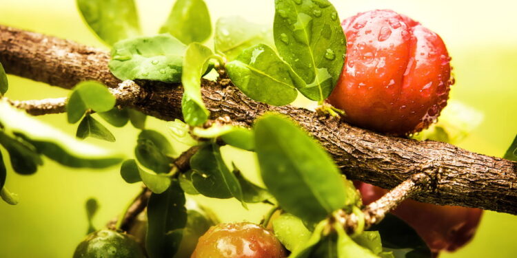 Aprenda a cultivar acerola e tenha um pomar caseiro!