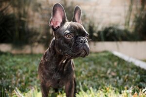 Buldogue francês: raça possui orelhas similares à de morcego! Imagem: FreePik