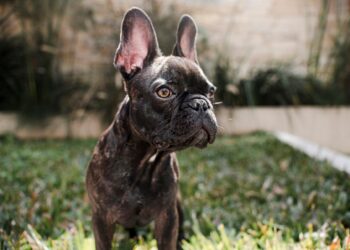 Buldogue francês: raça possui orelhas similares à de morcego! Imagem: FreePik