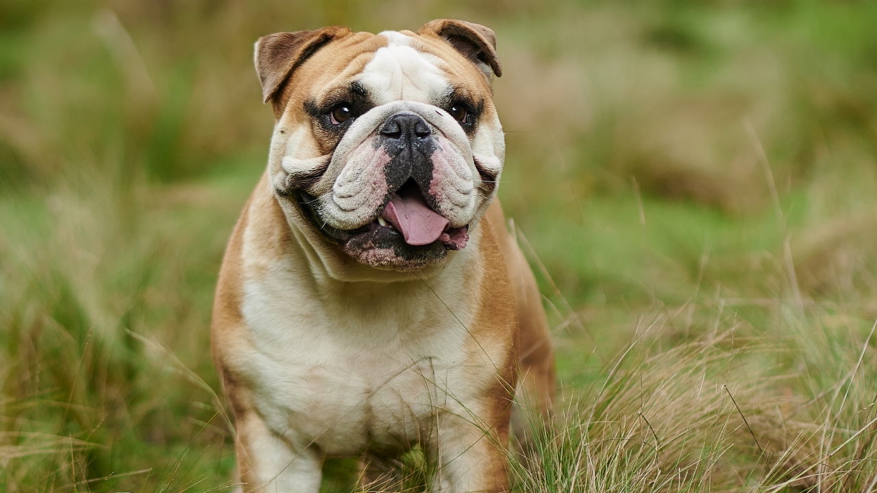 raça de cachorro mais fácil de cuidar