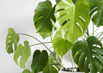 Plantas perfeitas para interiores que sobrevivem na sombra