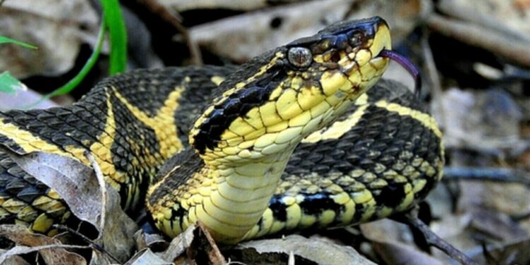 Criança é picada por maior cobra venenosa do sul