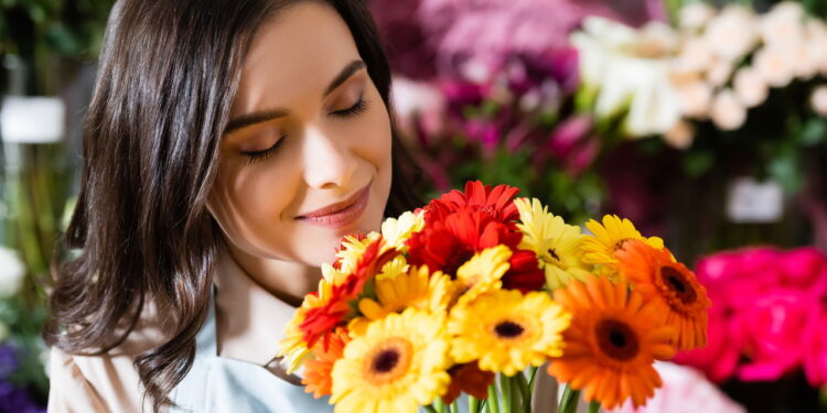 Como plantar gérberas, dicas para cuidar e decorar com elas