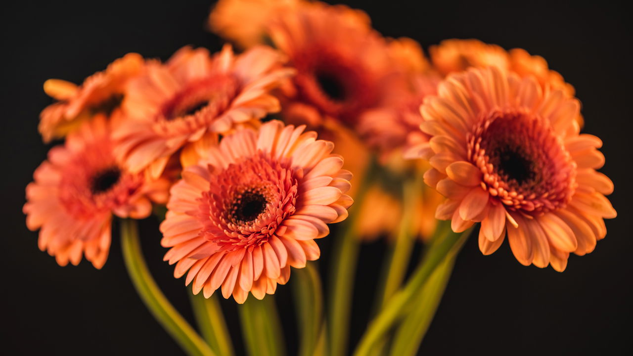 Como plantar gérberas, dicas para cuidar e decorar com elas