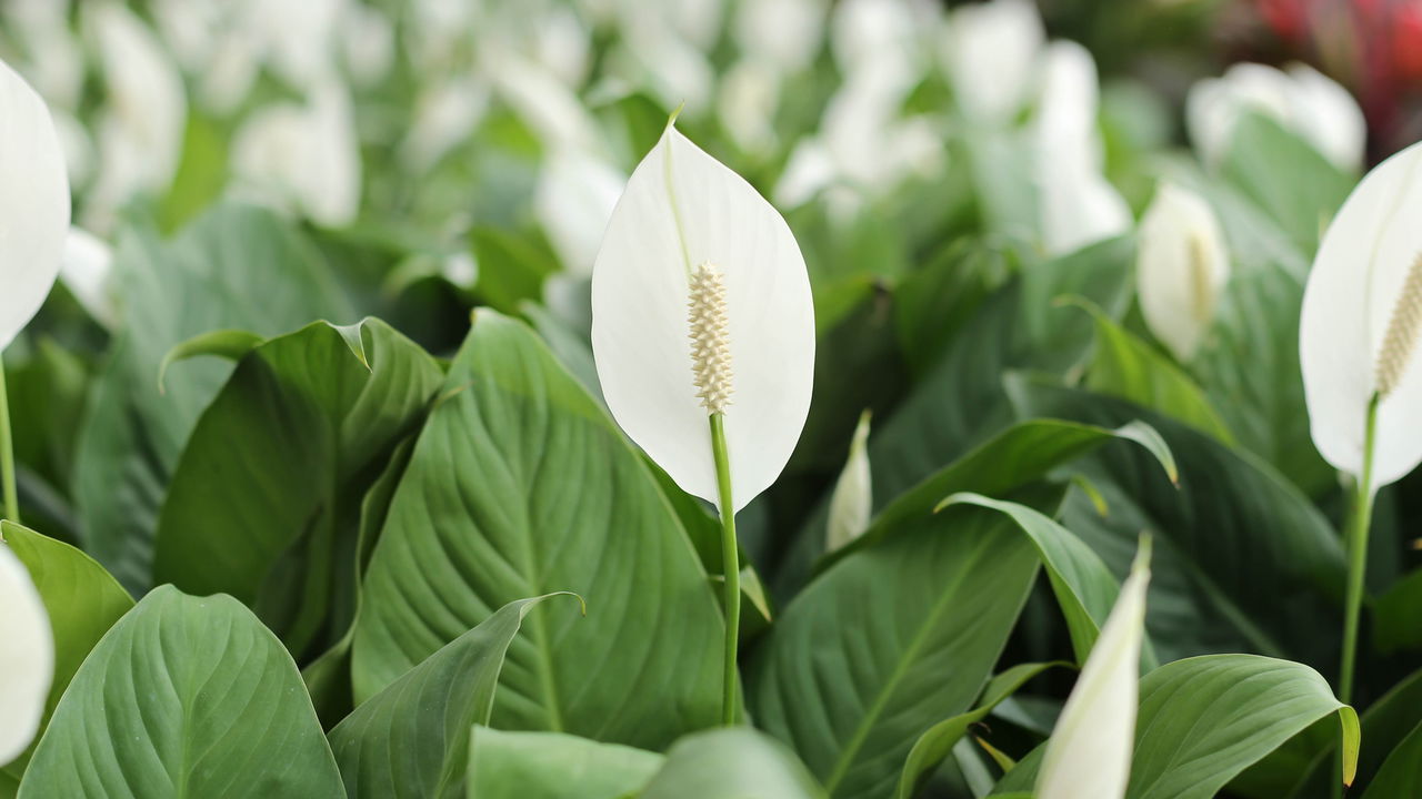 Plantas perfeitas para interiores que sobrevivem na sombra