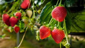Morangos em casa, o guia fácil para um cultivo de sucesso