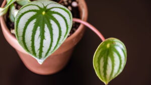 Quer uma planta linda e sem complicação? As peperômias vão te surpreender com sua beleza e facilidade de manutenção.