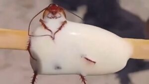 picolé de barata