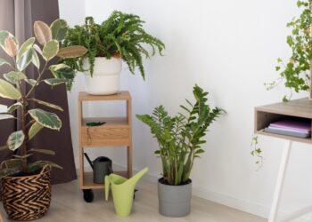 plantas para apartamento