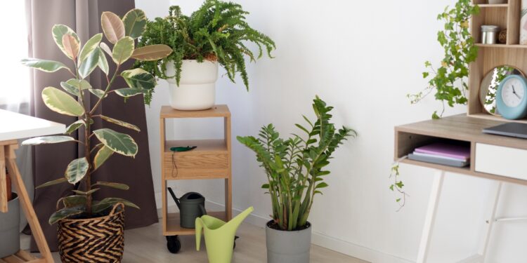 plantas para apartamento