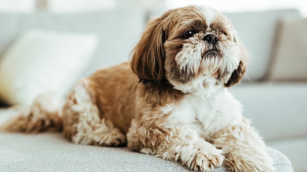 raça de cachorro mais fácil de cuidar