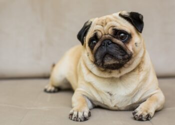 raça de cachorro mais fácil de cuidar