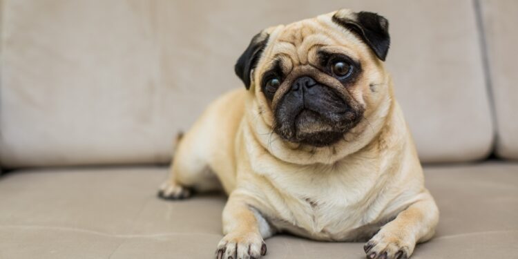 raça de cachorro mais fácil de cuidar