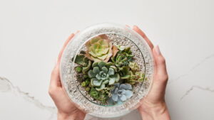 Jardim de suculentas, guia prático para aprender a plantar
