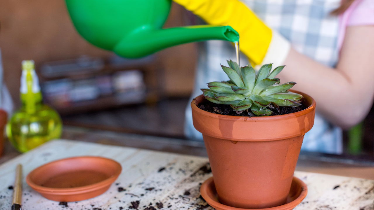 Jardim de suculentas, guia prático para aprender a plantar