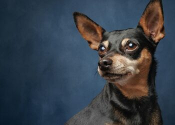 raça pinscher miniatura