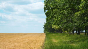 Agricultura regenerativa: O caminho para solos saudáveis e maior produtividade