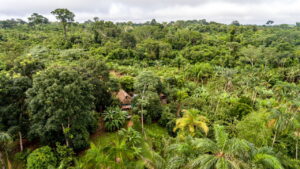 O que ninguém te contou sobre as agroflorestas e seus benefícios